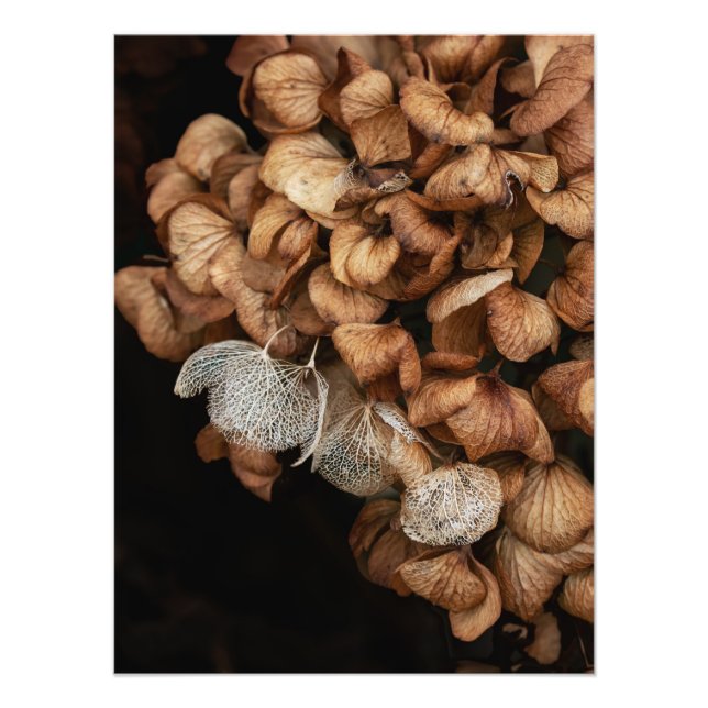 Impression Photo Hydrangea défraîchi (Devant)