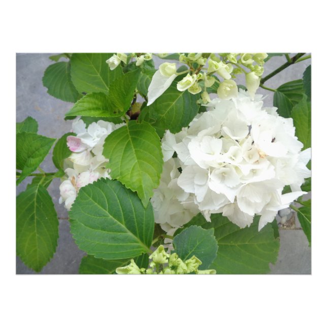 Impression Photo Hydrangea Flower Green White Nature Jardin Plantes (Devant)