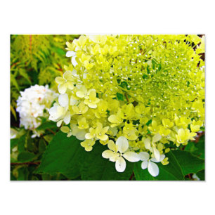 Impression Photo Hydrangea Limelight Vert Chartreuse Élégant