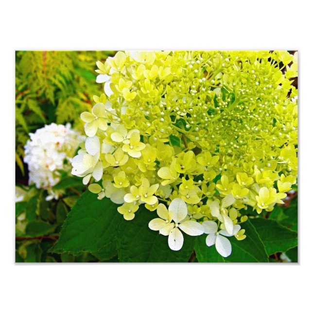 Impression Photo Hydrangea Limelight Vert Chartreuse Élégant (Devant)