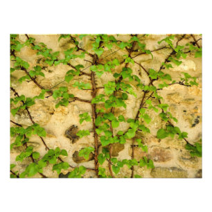 Impression Photo Hydrangea petiolaris