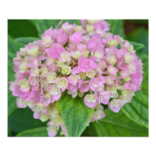 Impression Photo Hydrangea rose et verte (Devant)