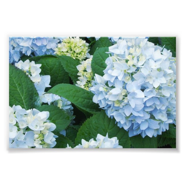 Impression photo Hydrangeas (Devant)