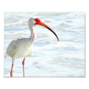 Impression Photo Ibis blanc sur la plage