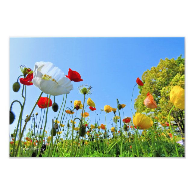 Impression Photo Iceland Poppy [Premium Salt Paper] フ ォ プ リ ン (Devant)