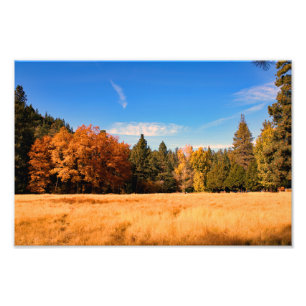 Impression Photo Idyllwild - Pine Cove