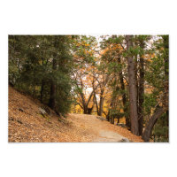 Idyllwild - Pine Cove