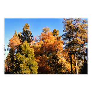 Impression Photo Idyllwild - Pine Cove