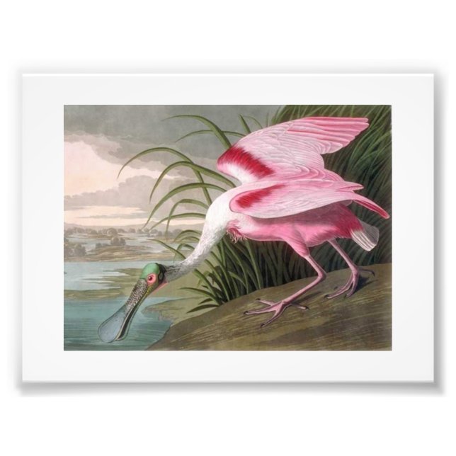 Impression Photo Illustration Audubon Spoonbill (Devant)