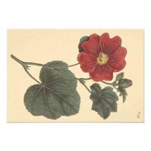 Impression Photo Illustration botanique de Seringapatam Hollyhock