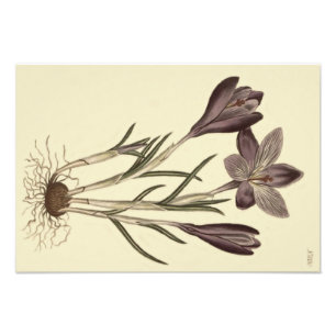 Impression Photo Illustration botanique du Crocus de printemps viol
