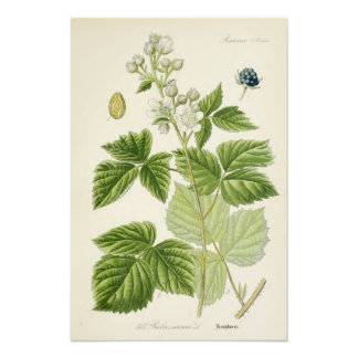 Impression Photo Illustration botanique vintage