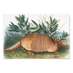 Impression Photo Illustration d'Armadillo (Dasypus Peba) à neuf ba