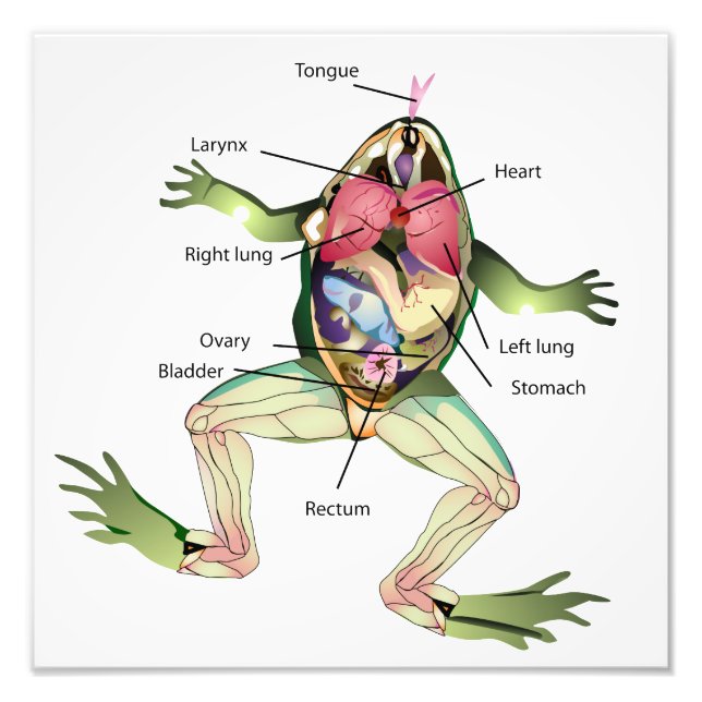 Impression Photo Illustration de l'anatomie de la grenouille (Devant)