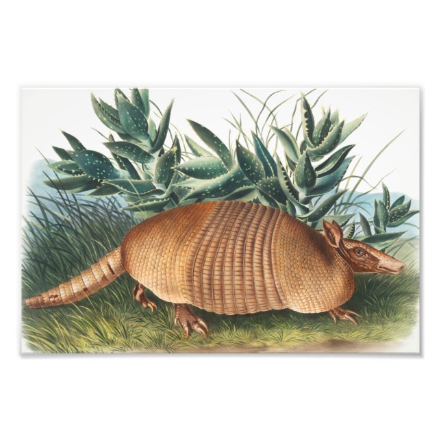 Impression Photo Illustration de l'Armadillo (Dasypus Peba) à neuf  (Devant)