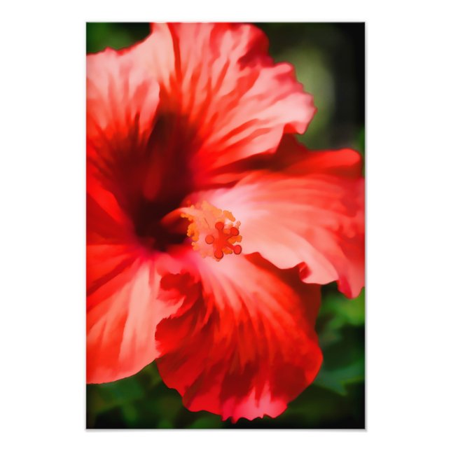 Impression Photo Illustration de l'hibiscus rouge vif (Devant)