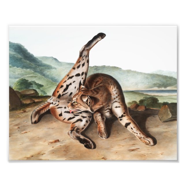 Impression Photo Illustration de Lynx texane (Lynx rufus var macula (Devant)