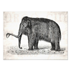 Impression Photo Illustration de mammouth laineux vintage Mammoths 