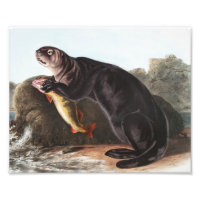Illustration de Sea Otter (Marina Enhydra)