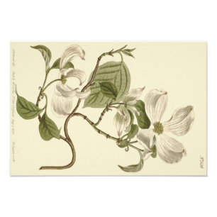 Impression Photo Illustration des fleurs de bois de chien blanc