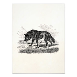 Impression Photo Illustration des loups vintages américains du 18e 