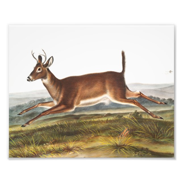 Impression Photo Illustration du cerf à queue longue (Cervus leucur (Devant)