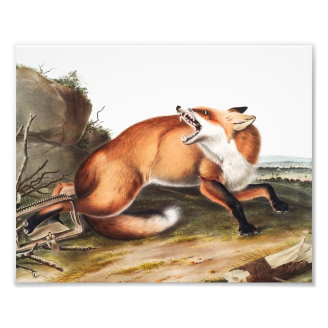 Impression Photo Illustration du Renard rouge américain (Vulpes Ful (Devant)