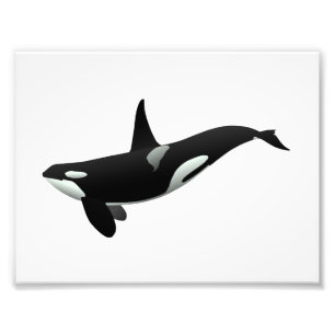 Impression Photo Illustration Orca whale - Choisir la couleur arri