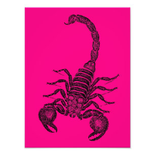 Impression Photo Illustration vintage -1800s de scorpion de roses