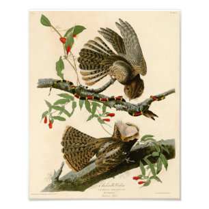 Impression Photo Illustration vintage Audubon Chuck Wills Widow