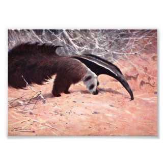 Impression Photo Illustration Vintage d'Anteater géant.