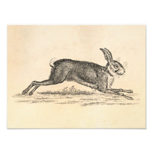 Impression Photo Illustration vintage de 1800s de lapin de lièvres