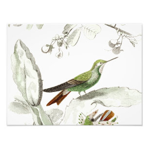 Impression Photo Illustration vintage de colibri - oiseaux 1800's