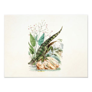 Impression Photo Illustration vintage de crocodile d'alligator des