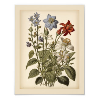 Impression Photo Illustration vintage de fleurs sauvages 