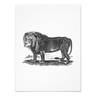 Impression Photo Illustration vintage de lion - animal de