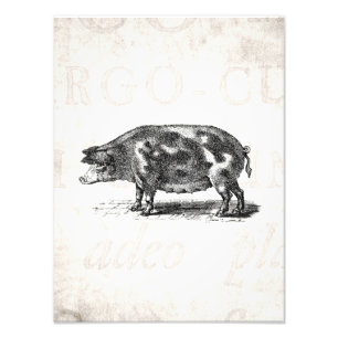 Impression Photo Illustration vintage de porc sur le vieux porc de
