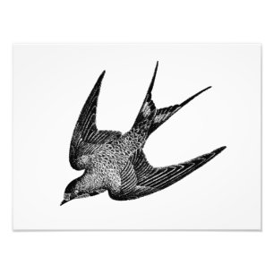 Impression Photo Illustration vintage d'hirondelle - rétros oiseau