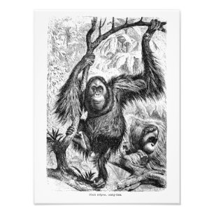 Impression Photo Illustration vintage d'orang-outan - singe 1800's