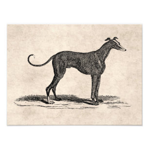 Impression Photo Illustration Vintage du Chien gris des années 180