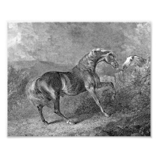 Impression Photo Illustration Vintage du Stallion Horse