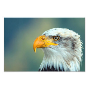 Impression Photo Image de l'aigle