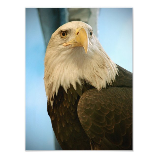 Impression Photo Image d'oiseau (Devant)