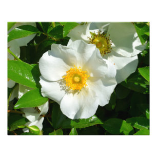 Impression Photo Image macro d'un Rose cherokee