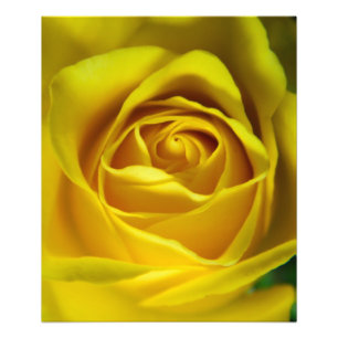 Impression Photo Image magnifique de macro de rose jaune