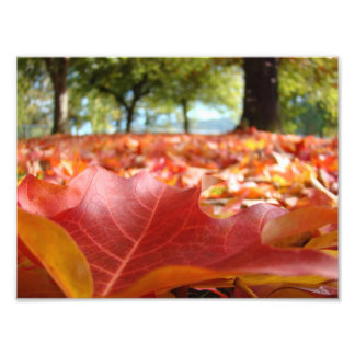 Impression Photo Images d'art 8x10 Nature Photography Fall Leaves