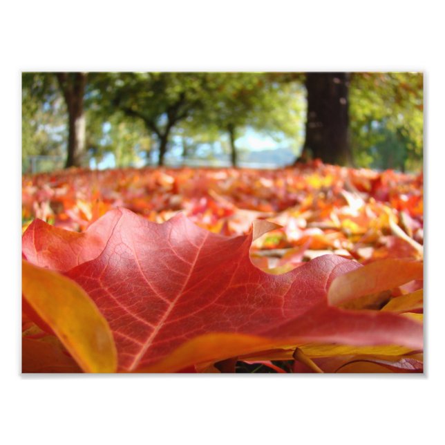 Impression Photo Images d'art 8x10 Nature Photography Fall Leaves (Devant)
