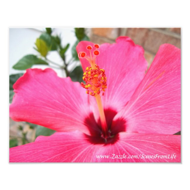 Impression Photo Imprimer l'Hibiscus rose (Devant)