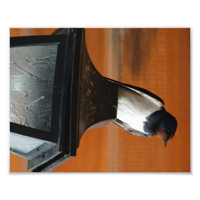 Impression Photo Imprimer un oiseau d'hirondelle sur une lampe Phot (Devant)