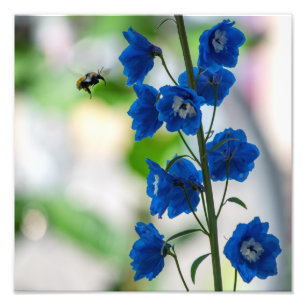 Impression Photo Imprimerie de visite bleue d'une abeille (Moyen :
